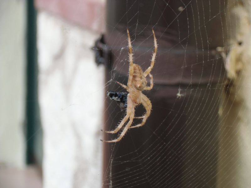 Araneus diadematus, Hogna radiata e Araneus sp. (VC)